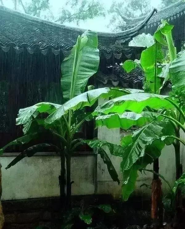 七律·风雨由天世事纷纭总万千，阴晴难料且随缘。风来任打檐前竹，雨过闲看水
