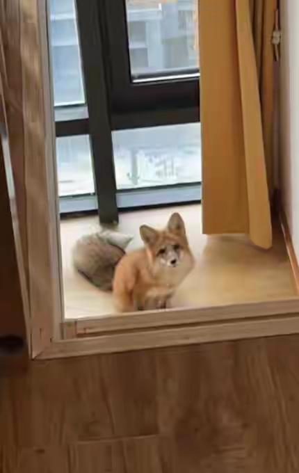 六年前那个下雨天，安徽的陈翠莲在山里采笋，听见灌木丛里有呜咽声。过去一看，是只浑