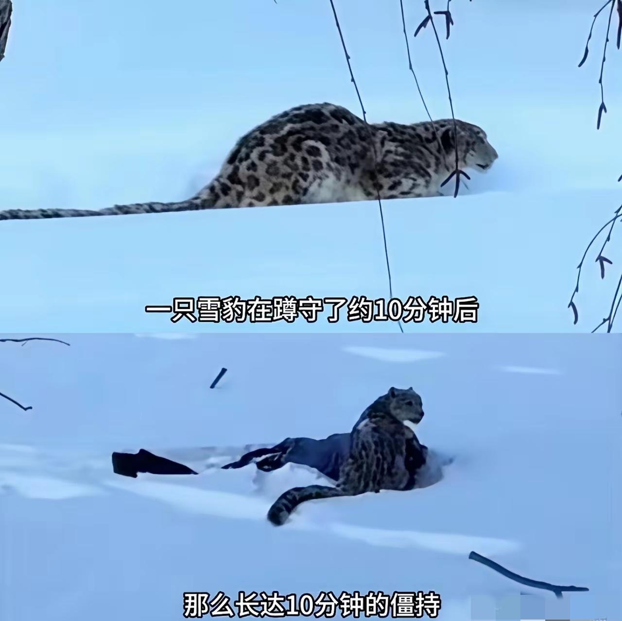 尊敬的人类你们好，我是可可托海的那只雪豹，很抱歉为那位女士带来了伤害，在此说声对