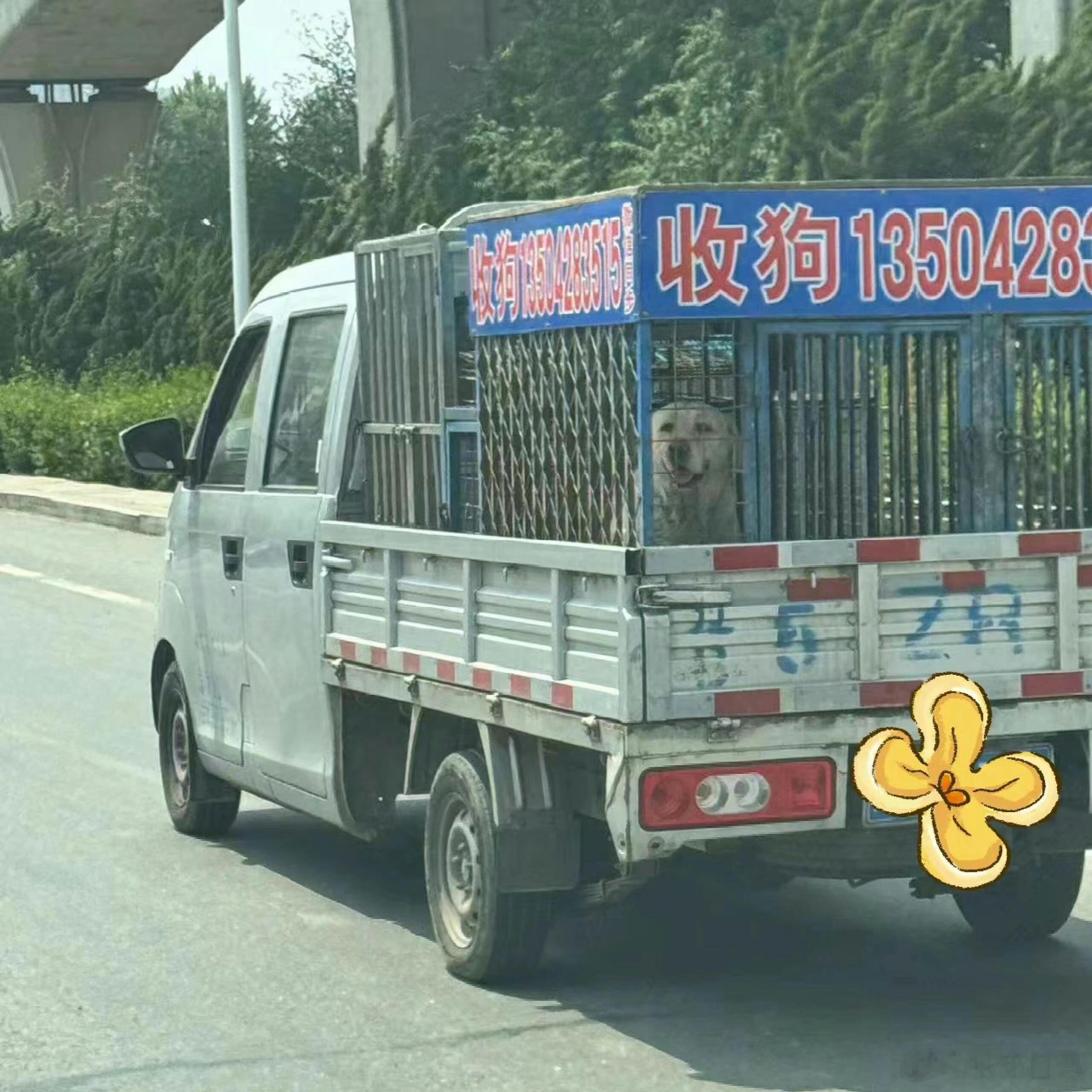 狗狗它什么都不懂，还在微笑，看的心好疼狗你放心睡我给你拦着