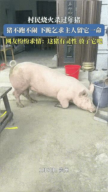 贵州村民老李备齐工具欲杀年猪过年，众人正准备动手时，养了一年半的肥猪竟双膝跪地、