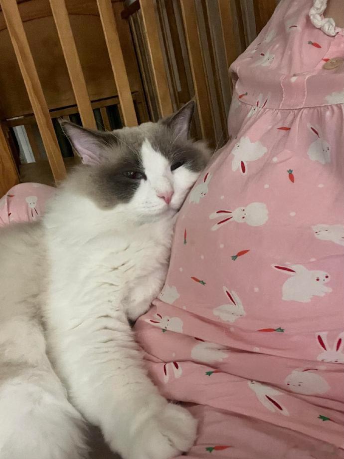 刚宣布怀孕，全家统一战线让送走养4年的猫​​​