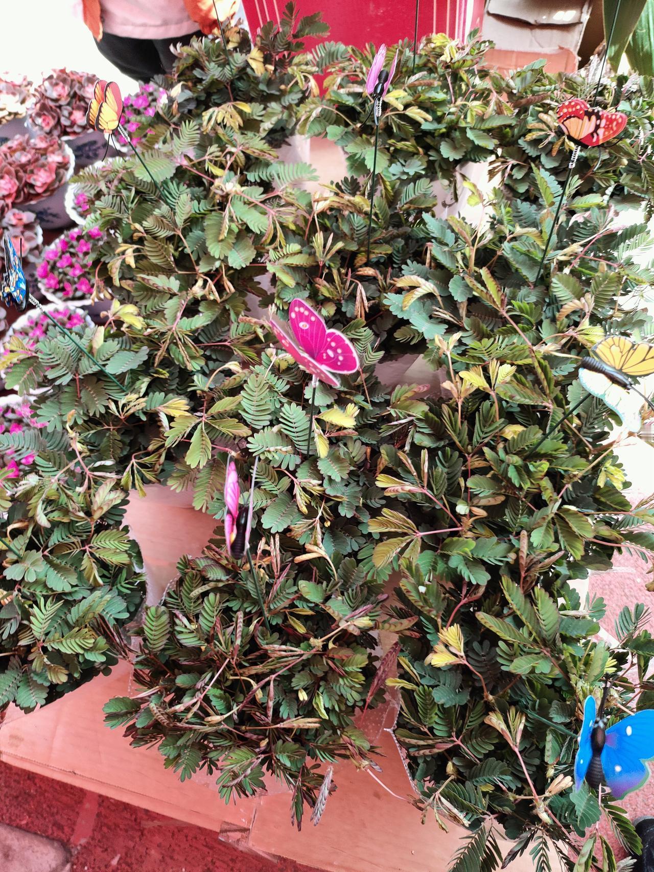 2026年最通透的养老观：不跟子女住，不请保姆，不进养老院2026年了，咱