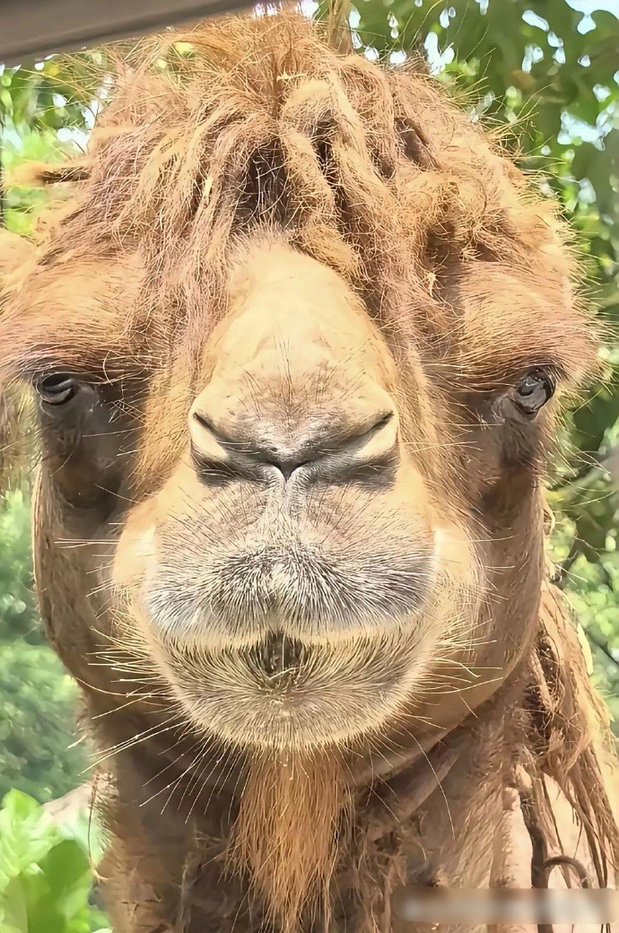 骆驼的正脸居然是这样的吗？￼￼