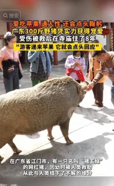 “真成精了？”11月4日，广东江门，一游客去观音寺参拜时，竟看到一头300斤重的