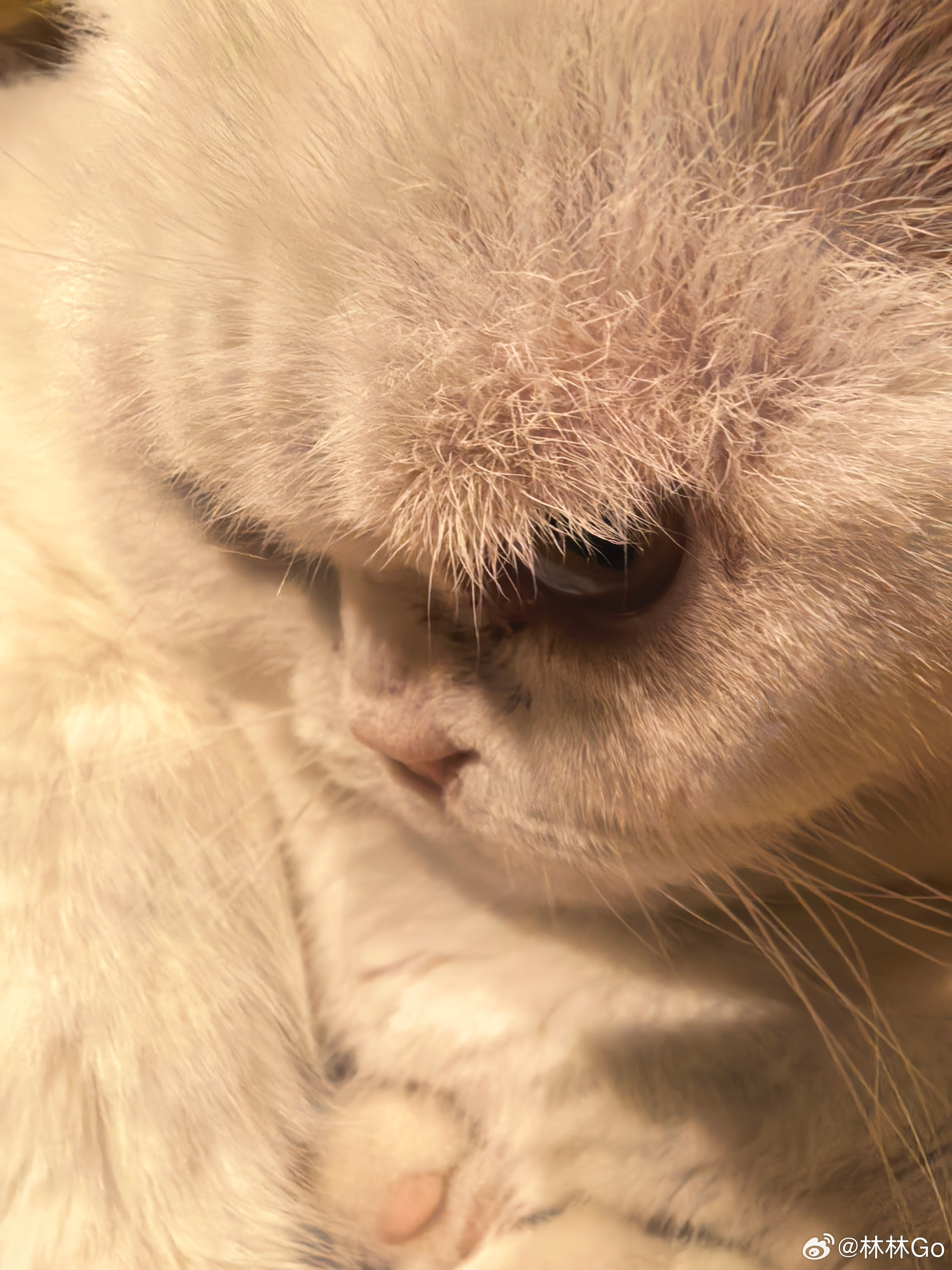 早呀，终于睡够8小时，神清气爽。酒店前台有好几只猫猫，特别好rua，一看就是职业