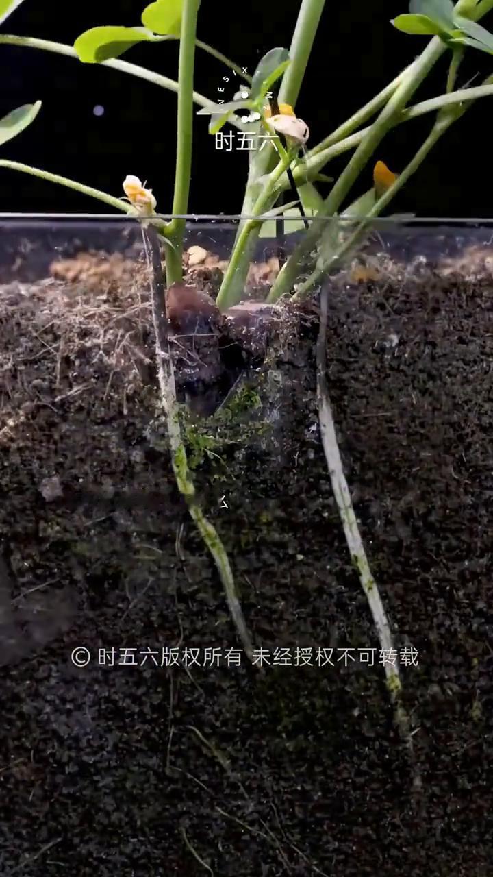 花生是怎么长大的？你见过花生果实在土里是如何长大的吗？它花开在枝头，果子却要从