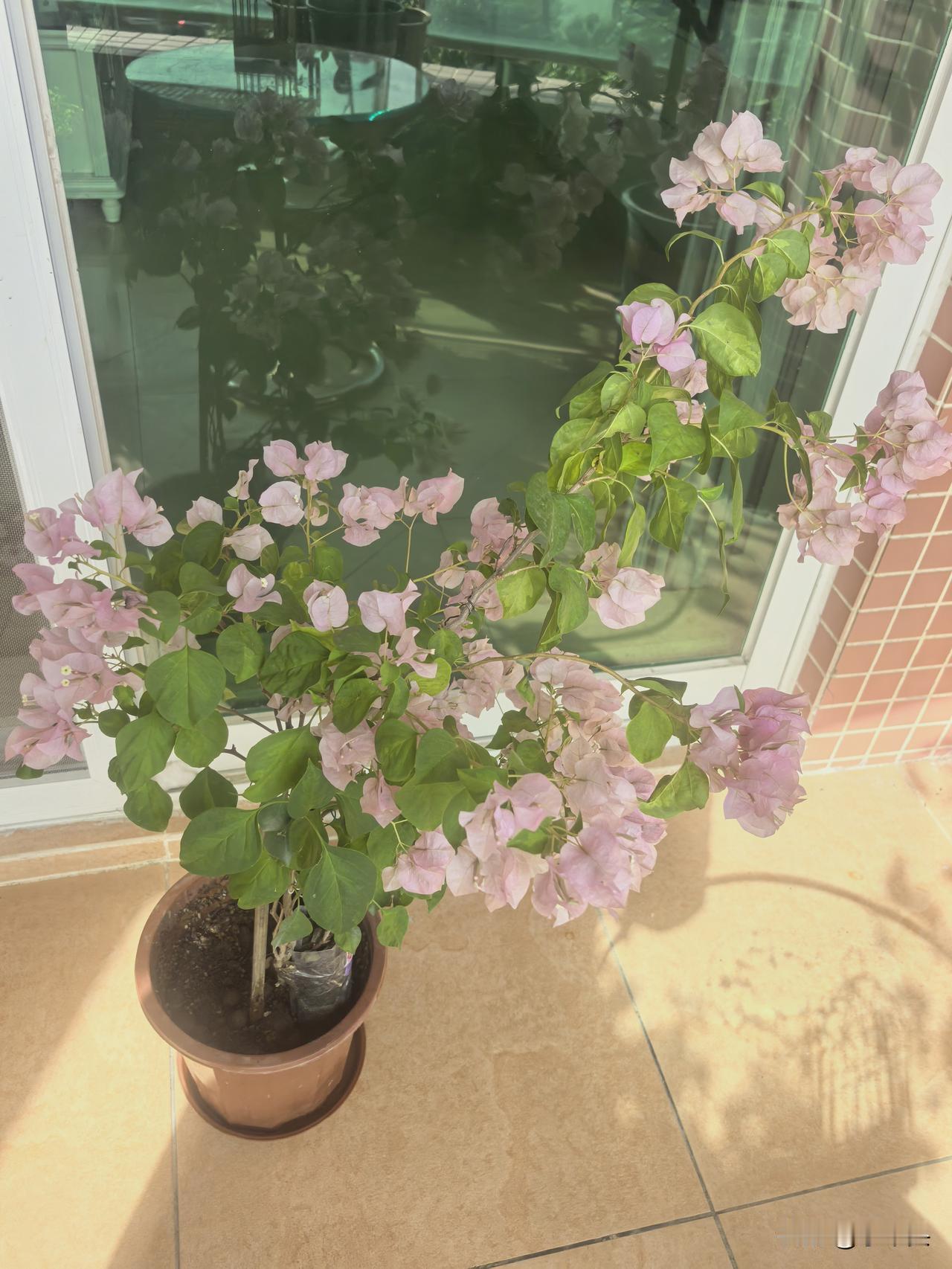 我家的按班丽人，简直是开花劳模，这几天突然蔫了，黄叶逐渐掉落，看得让人心痛！一直