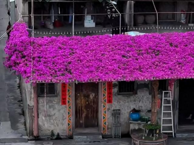 80岁大爷一棵花养40年, 花枝满屋顶成“浪漫花屋”, 美得让人泪目