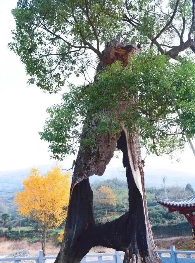一个人敢当众说假话，是因为他知道没有人敢揭穿他。而一个人不敢当众说真话，是因为