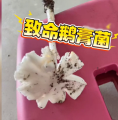 “这就是命啊！”近日，云南昆明，一女子在国外误采了剧毒的致命鹅膏菌，把它当成鸡枞
