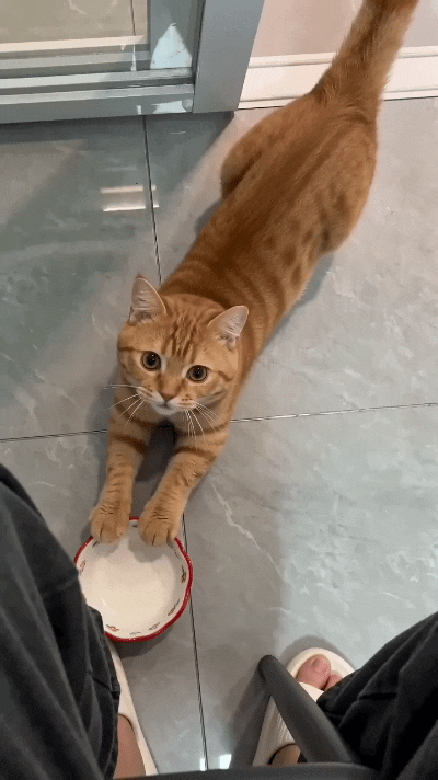 瞧见这橘猫扒拉着空碗、对着主人作揖的模样，真是又心疼又好笑！平时傲得跟个小皇帝似