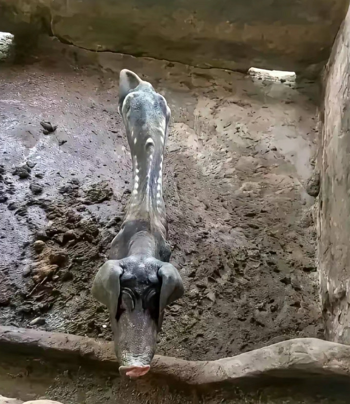 这才是真正的廋肉精