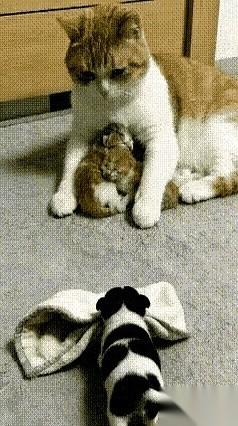 小奶狗叼着自己的小被子，一步一晃地挪过去。目标，是那窝哼哼唧唧的小猫崽子中间。