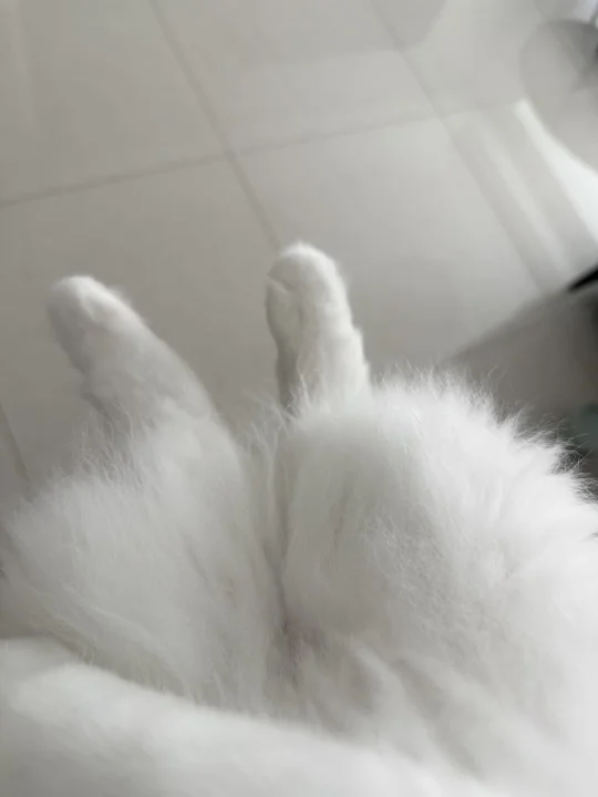 小茂密的脚到底有什么魔力