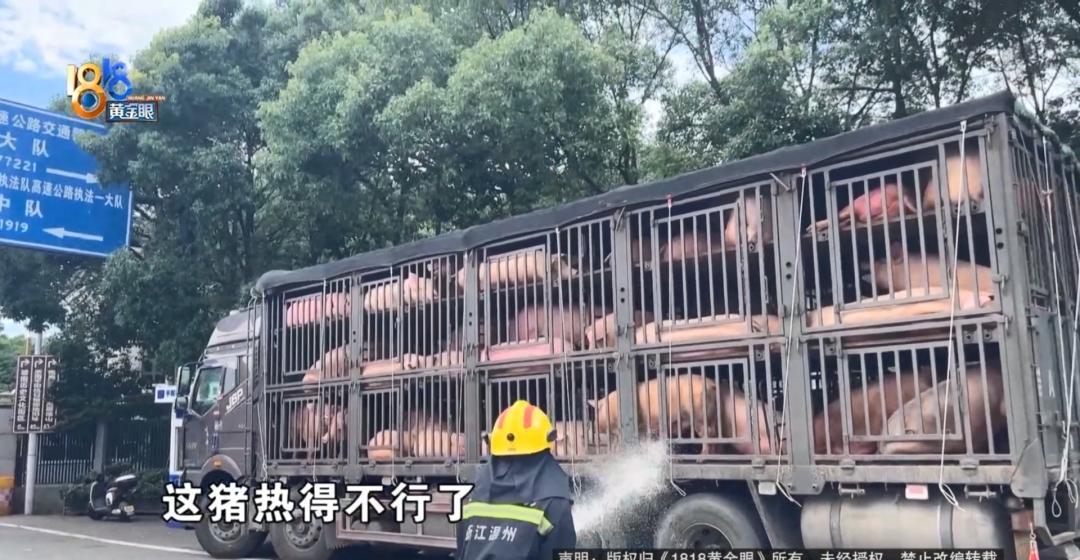 100头猪高速中暑，司机师傅无奈之下求助消防。烈日当空，在温州平阳高速收