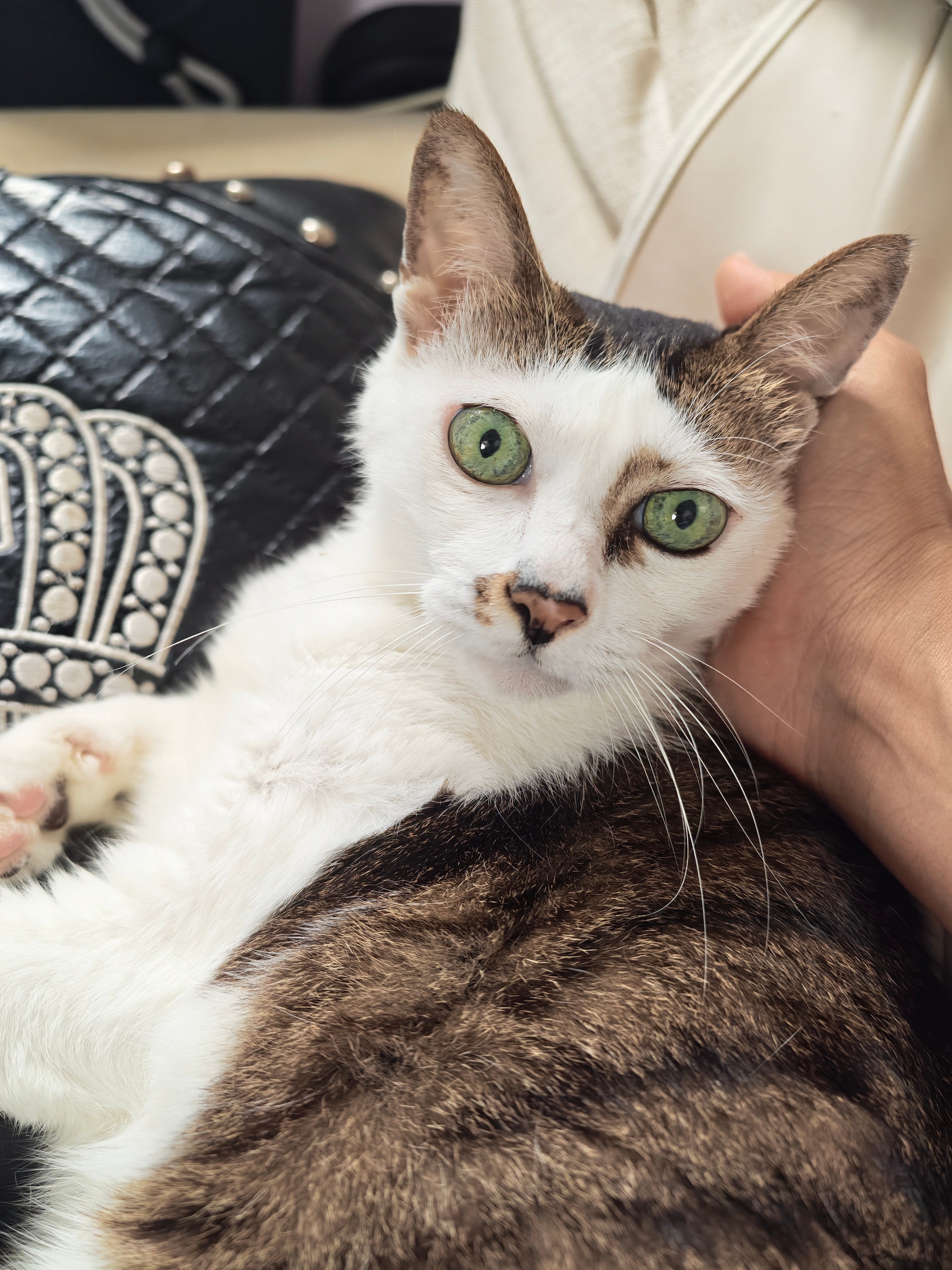小区地库有不少流浪猫，也有人喂养，除了在我阿巴斯软硬敞篷上踩奶之外，他们身上还有