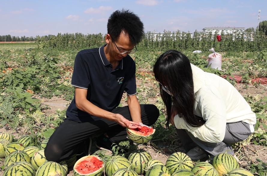“周扒皮生不逢时！”4名河北农妇跨省到陕西渭南给西瓜大棚打杈，44天干完后，本应