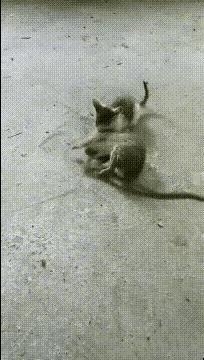 笑不活！小奶猫抓老鼠的理由，比偶像剧还离谱谁能想到，一只奶fufu的小猫咪