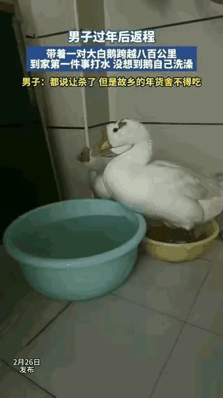 科学都解释不清了！河南大哥带两只大白鹅跑800公里返程，到家直接看傻眼。