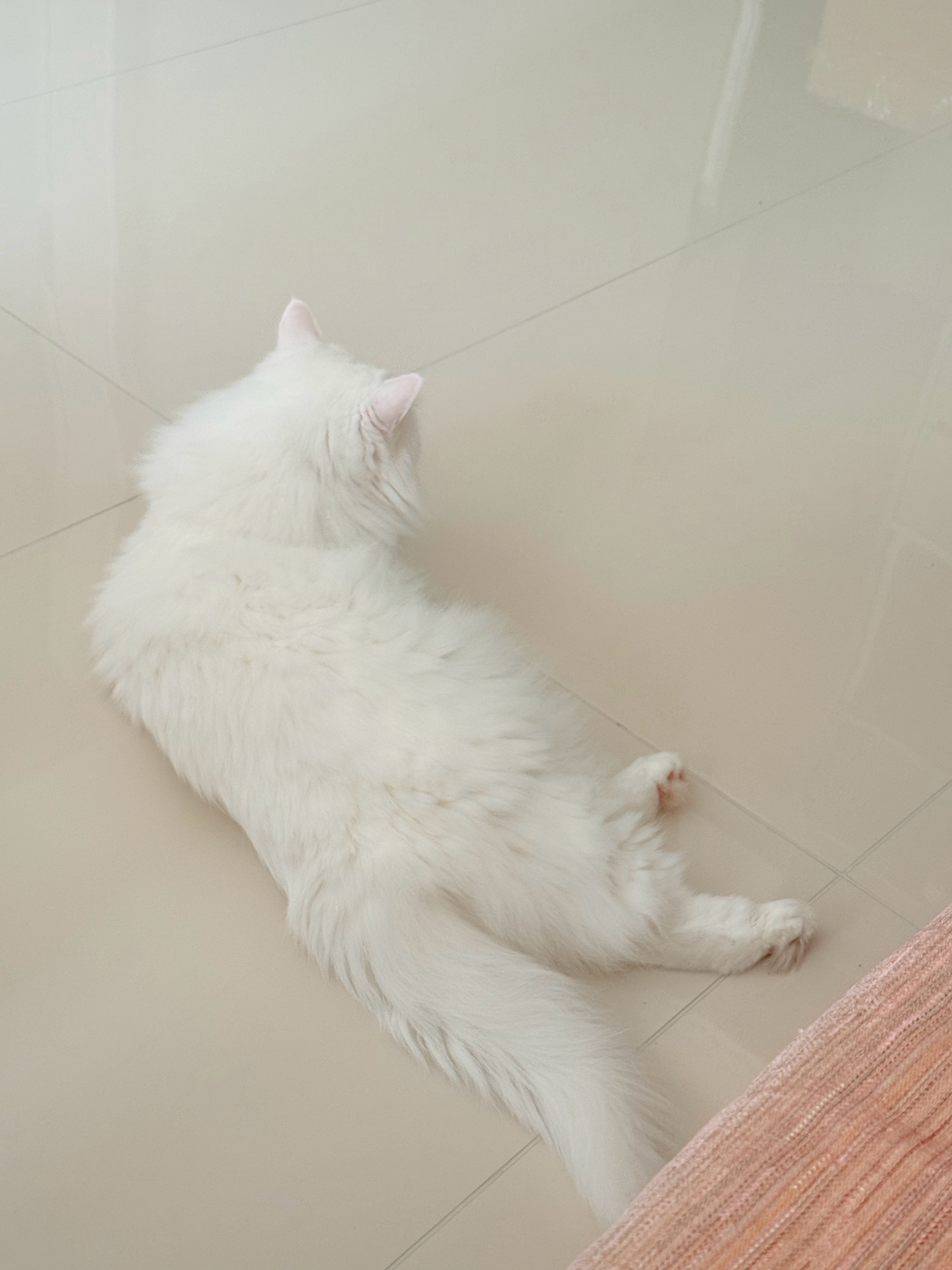 哪怕只有三十分钟也要回家撸猫！！！此猫就这样一直来蹭我……P4是昨晚洗漱的时候拍