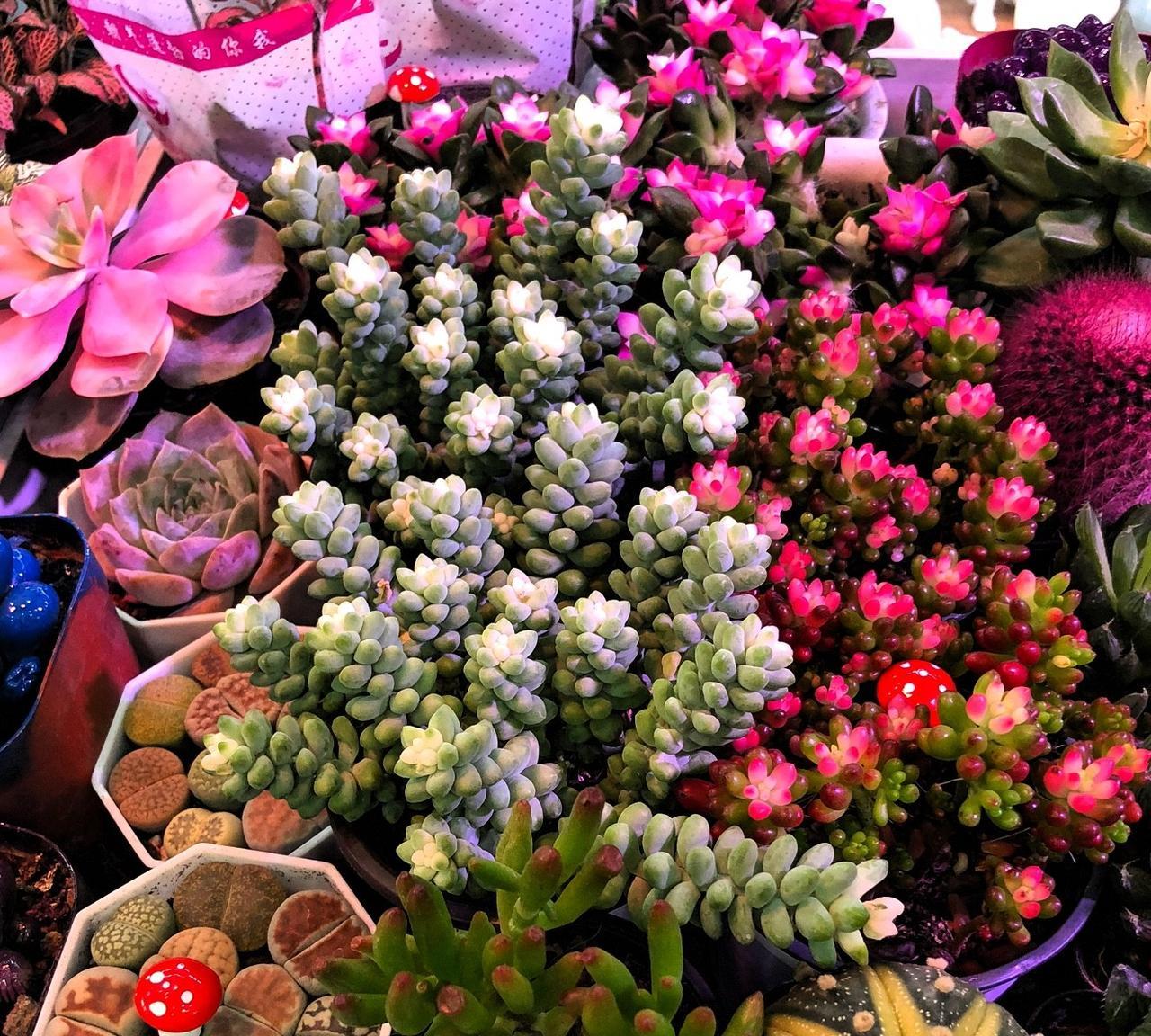去超市路过花店，总会被这些小小的多肉们所吸引！我自己曾经养过不少多肉，养着养着