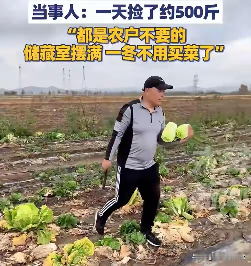 河北夫妻开车到内蒙古捡500斤菜，合法吗？关于河北夫妻开车到内蒙古捡取500