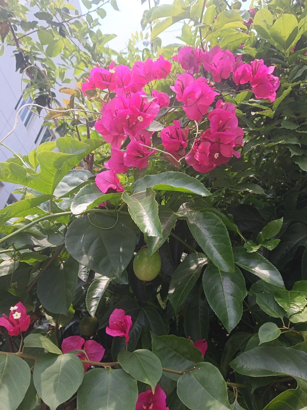 粉嫩的花朵与绿叶相映成趣，生机勃勃的花园美景