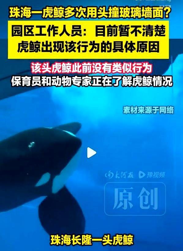 当一头顶级猎手只剩下用头撞玻璃时，问题不在它。9月15日，珠海长隆飞船乐园，一