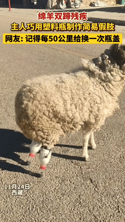 “太有头脑了！”西藏，一只小羊因寒冷冻坏了双蹄，再也无法站立行走，本以为此生只能