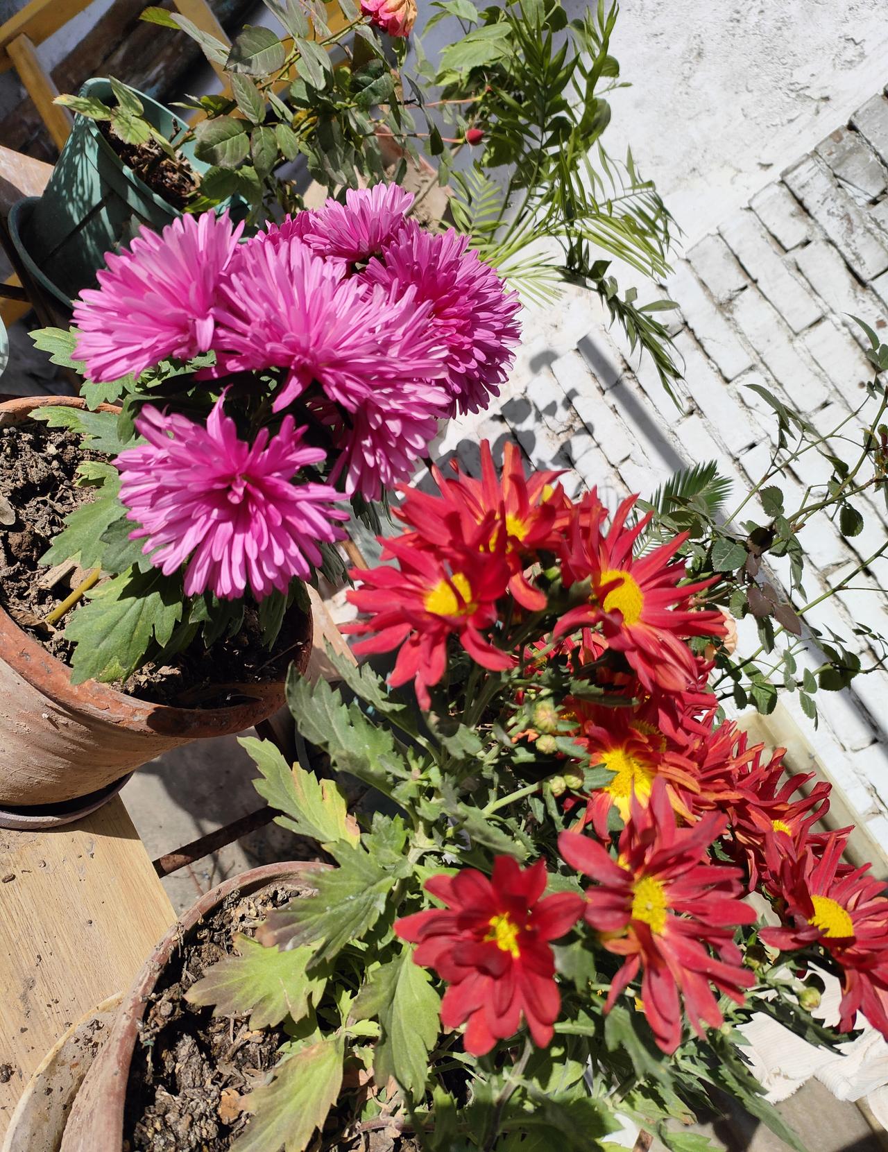 下联:1. 冬梅吐蕊傲寒开。​2. 雪松挺立沐风吟。​3. 霜枫燃红伴月