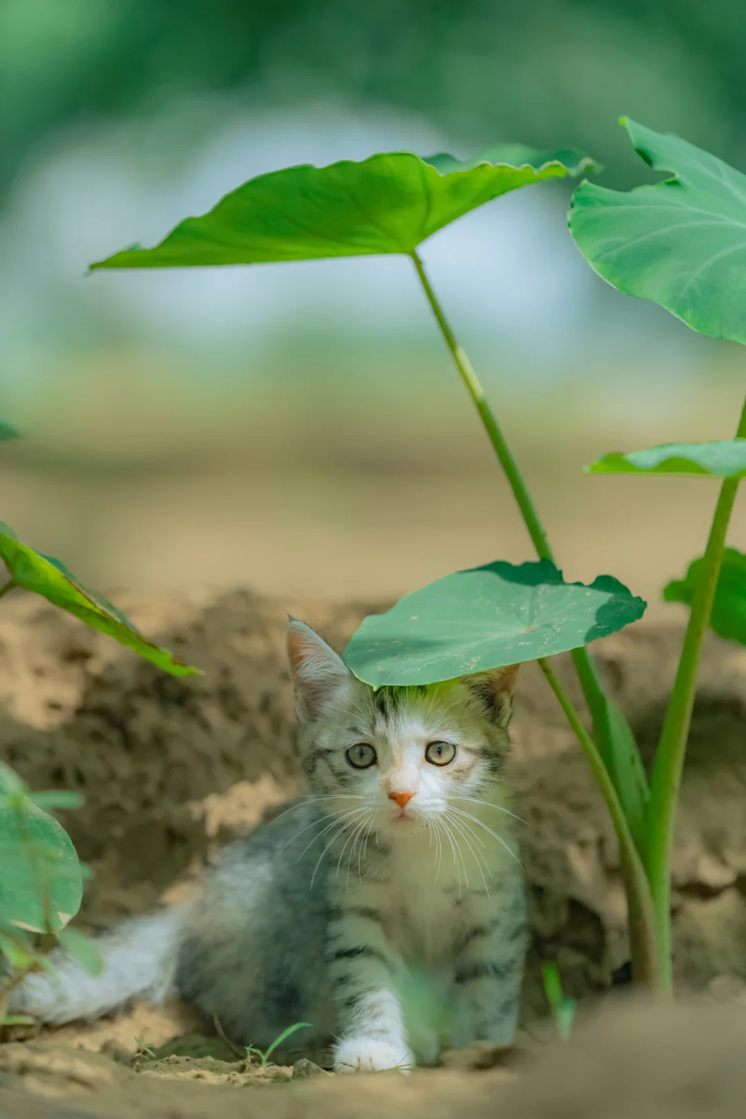 叶子比猫还大，小彩狸像是闯进了芋艿森林