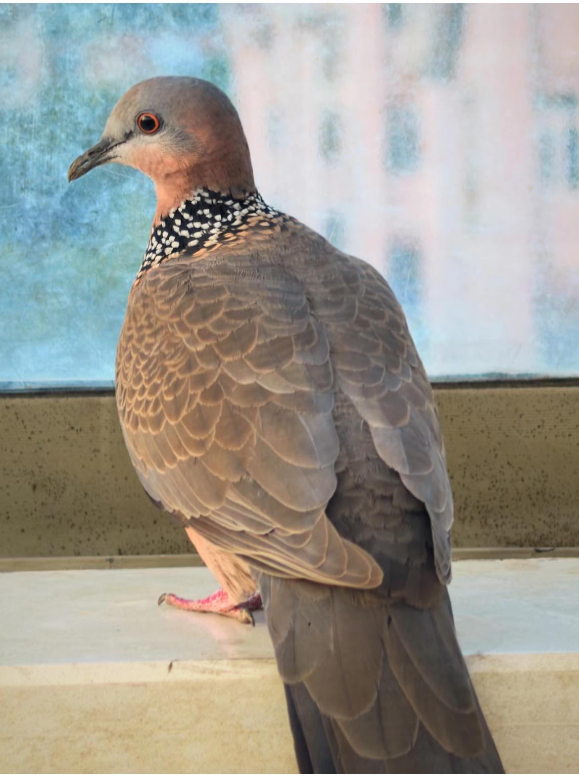 愧疚一夜！为了斑鸠宝宝，我却差点闯了祸…其实我家窗台早就有“