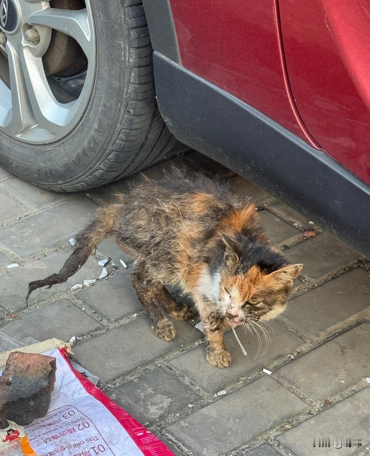 太惨了！这天一位小姐姐如散步，当她走到一条小路上的时候，看到了非常凄惨的一幕，一