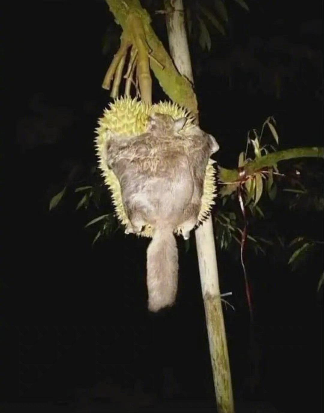 飞鼠一次失败的夜间飞......[捂脸哭] ​​​
