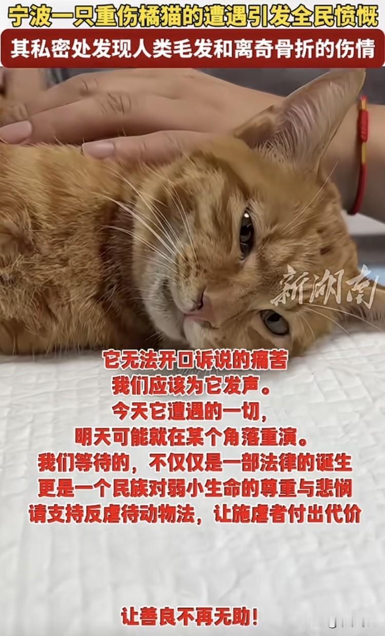 引发众怒！宁波一家动物医院救治了一只重伤的橘猫。检查时发现猫咪肛门处竟然有人类的