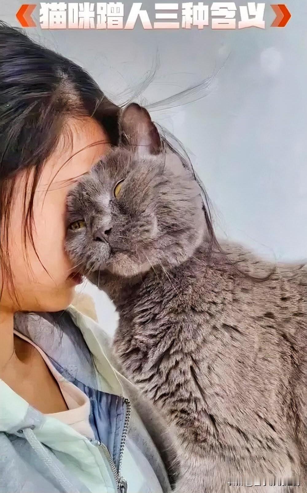 猫咪最后的眷恋你能想象吗，一只猫咪在临死前，会拖着虚弱的身体，跑到主人身边。