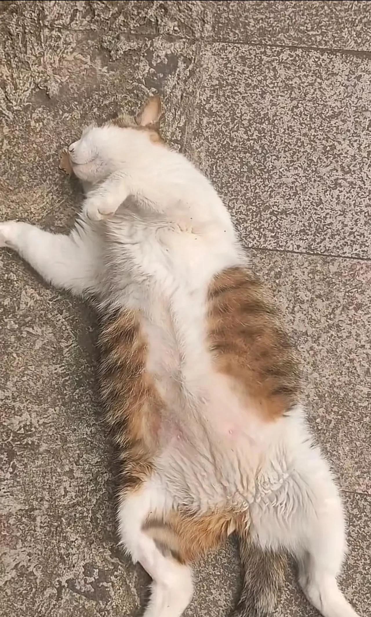 猫：兄弟，我没穿衣服睡觉的，你偷看我也就算了，你还发到网上奶奶还不给我打码？很