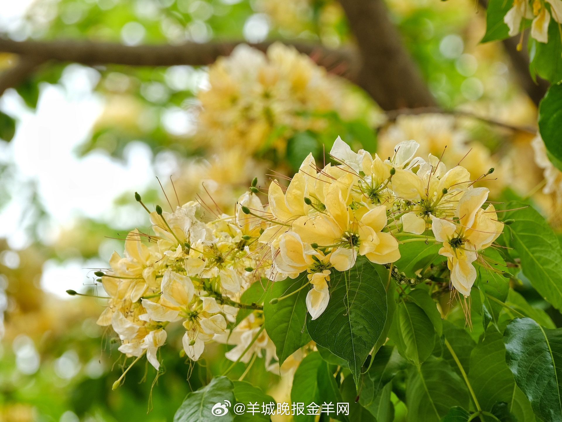 #早安#醒来不是为了重复昨天，而是为了创造今天。早安，去发光！