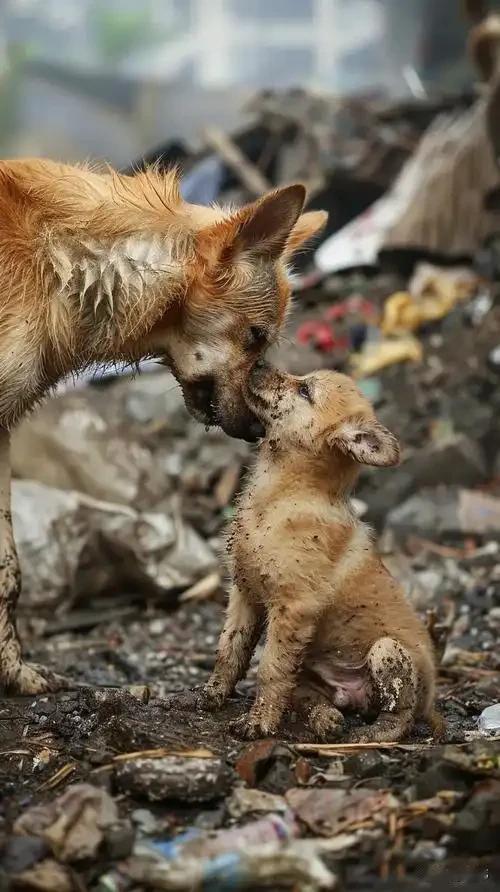 太可怜了！这天，一位拾荒老人来到一个垃圾场找寻废品去卖，结果当他来到这里的时候，