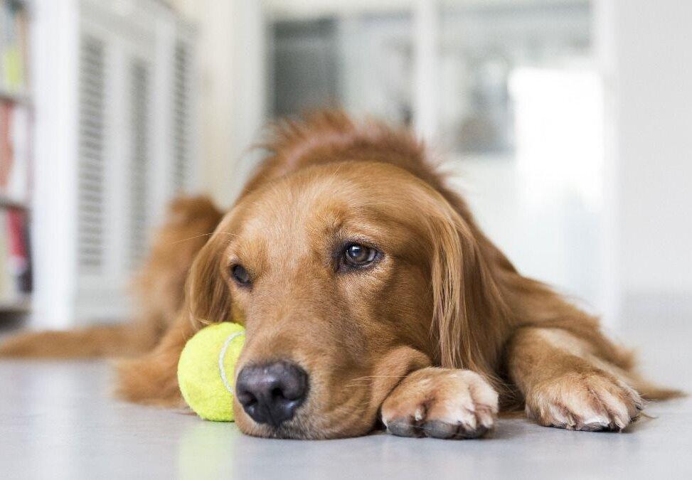 二选一：丈夫和狗。你选哪一个？有个英国女人做了选择，她选择了狗！近日，有个案
