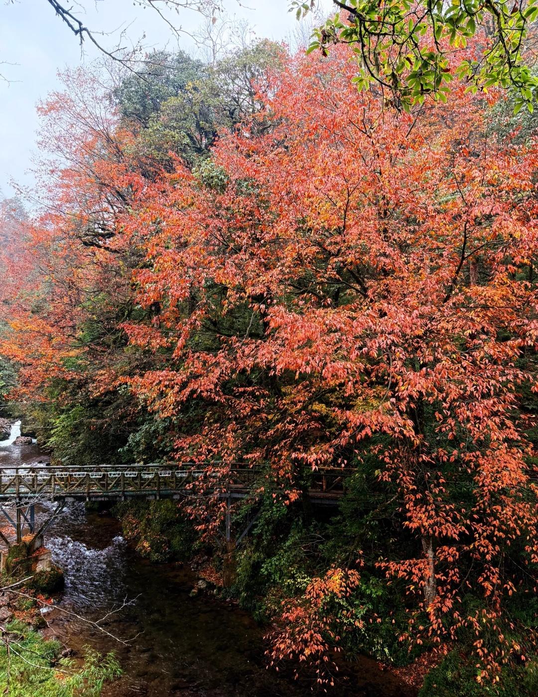 11.18实拍！龙苍沟红叶！你真的很绝啊……我不允许还有人不知道龙苍沟的红叶！