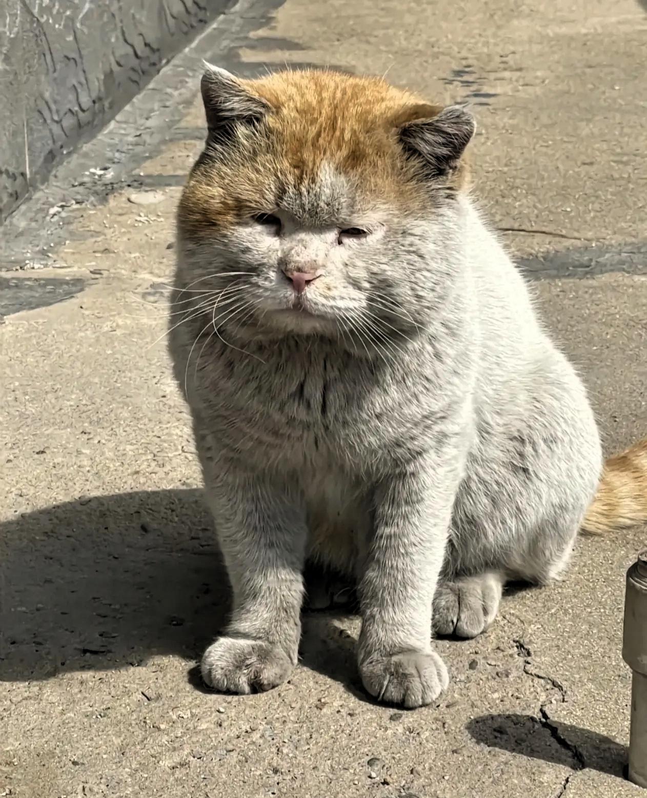 这只猫火了不知道翻了多少垃圾桶，才把自己照顾的这么好，吃的这么胖！作为