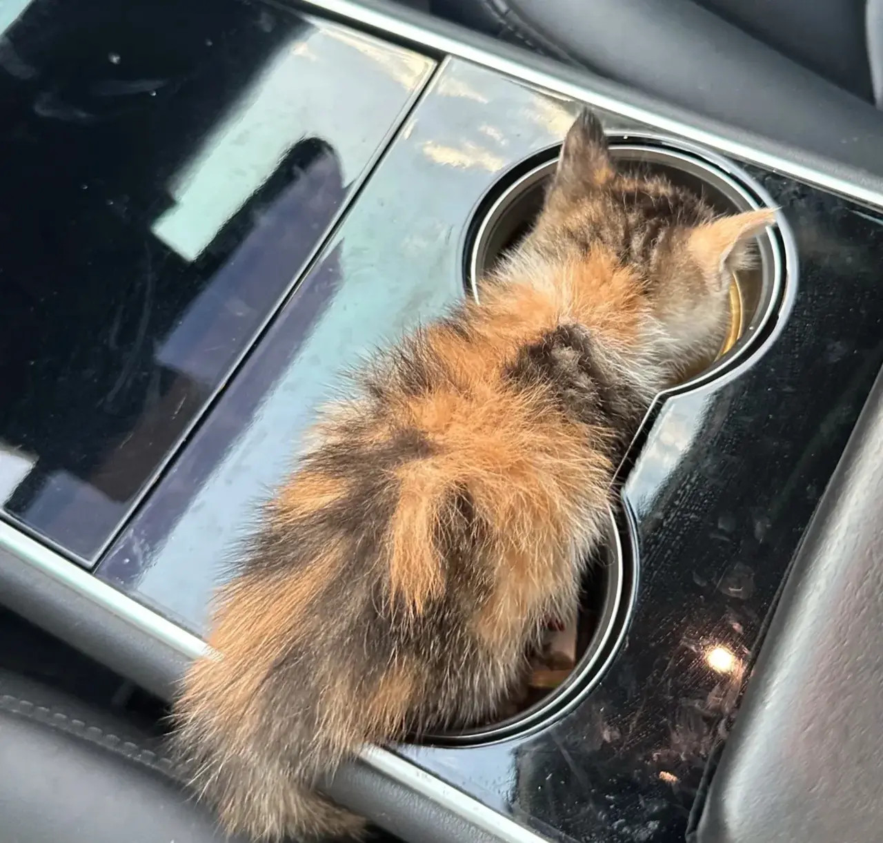 店门口发现了一只巴掌大的小猫几米远的地方有只大猫在往这看见我们发现了小猫它就走了