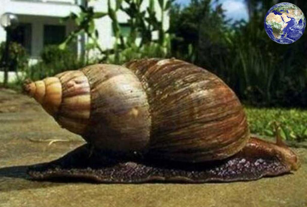世界上最大的蜗牛, 比乌龟还要大, 一只卖两千元