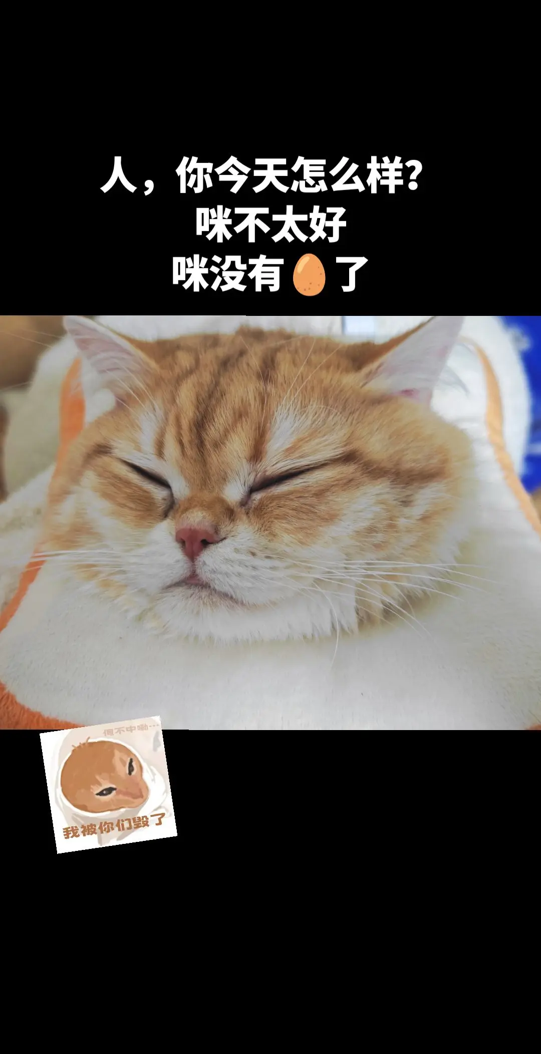 咪的心情不太美妙😕。约了拆蛋专家到了才知道只有一个🥚的发发同学没有🥚了