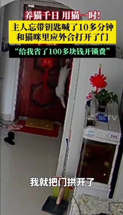 “养猫千日，用猫一时！”山东聊城，一女子出门着急忘带钥匙，回家后边拍门边吆喝屋里
