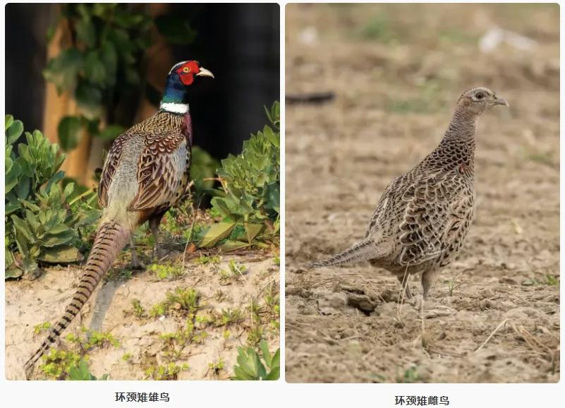 冬季守护|抓只“野鸡”尝尝？违法！野鸡学名环颈雉，属国家“三有”保护动物