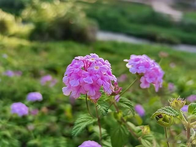 站在2026年初的今天，回顾中美AI的发展路径，你会发现一个非常鲜明的对比：美国