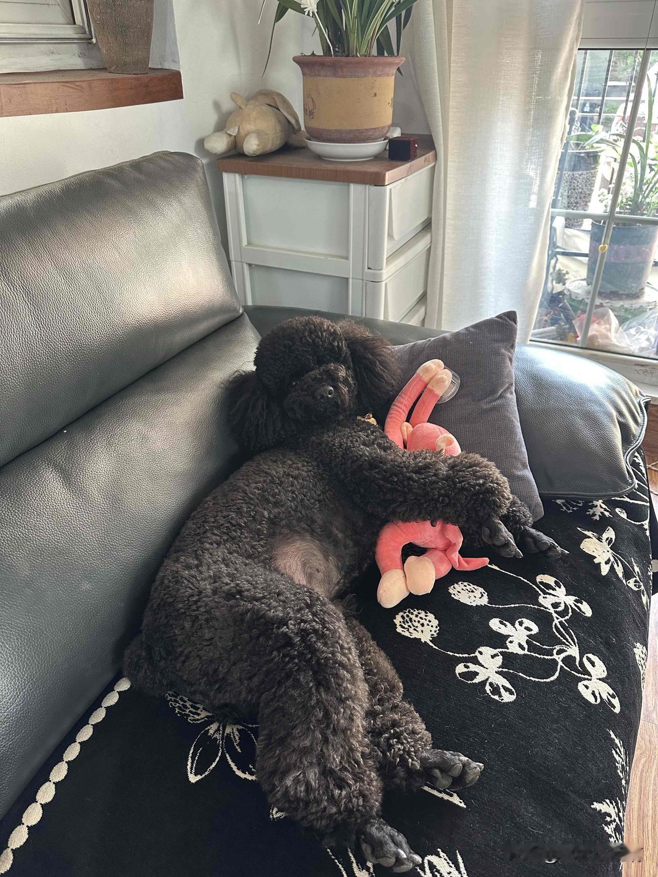 可爱的泰迪,你喜欢吗?我的大黑泰迪。闺女买回来养了几个小时嫌弃它哼哼唧稀罕够了